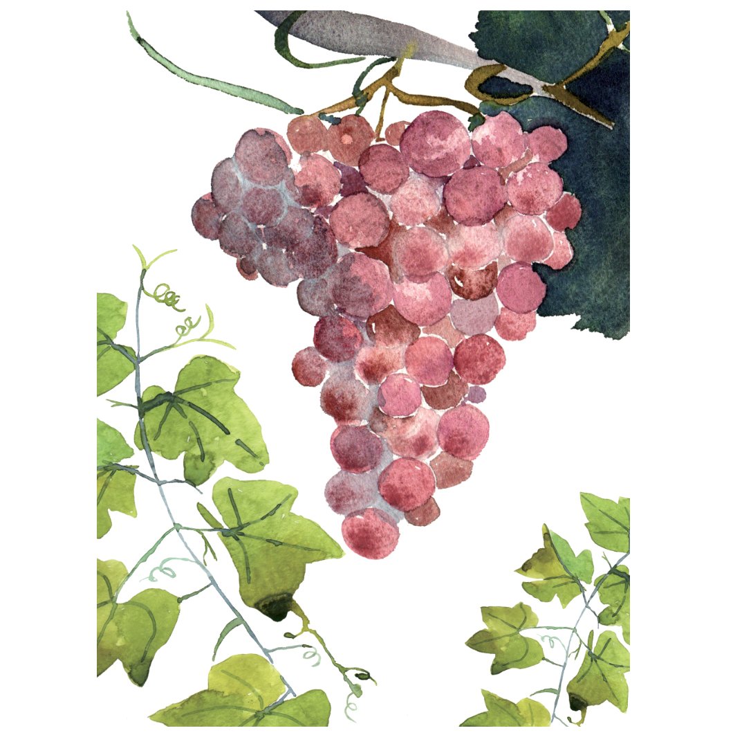 Geschirrtuch „red Grapes“, Napking